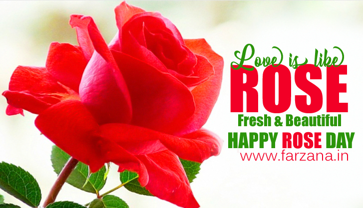 RoseDay - Valentine Week